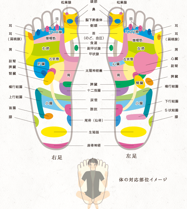 図解：足裏の反射区（ツボ）