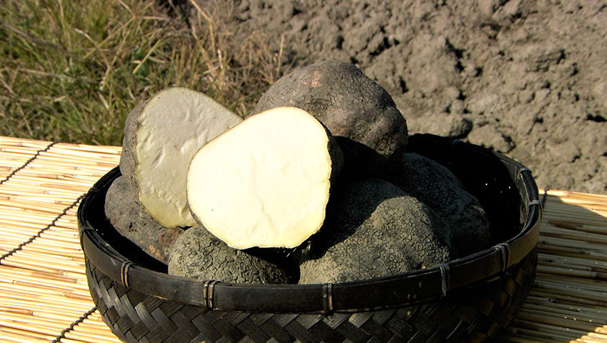 第59話 奈良・天理市「伝統野菜の進化系“山の芋”」