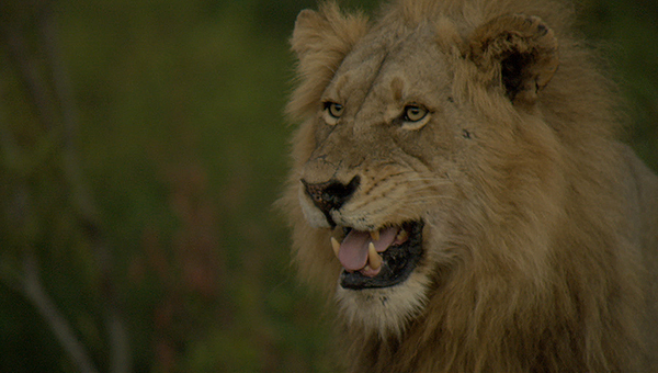ナショナル ジオグラフィック「プレデター・ランド」#1 クルーガー国立公園のライオン