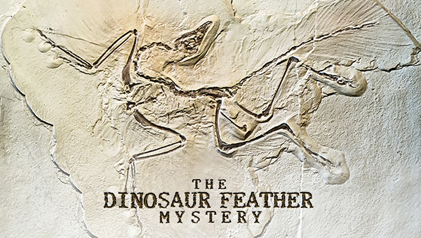 アニマルプラネット「恐竜から鳥類へ 羽毛誕生ミステリー」
