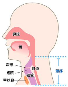 の 左側 痛い 喉 が 喉の左側が痛い・何かを飲み込む際に痛む