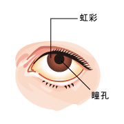 眼瞼下垂とは 眼瞼下垂 ドクター S コラム Eo健康