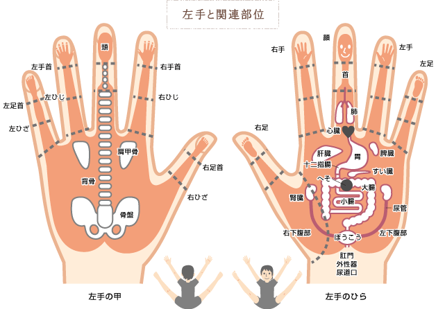 左手と関連部位（図）