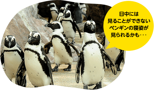 ケープペンギン 画像 日中には見ることができないペンギンの寝姿が見られるかも・・・