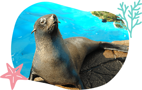 ミナミアメリカオットセイ 画像