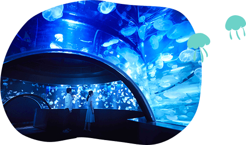 約30種5,000匹のクラゲ 画像