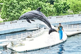 イルカスタジアム 画像