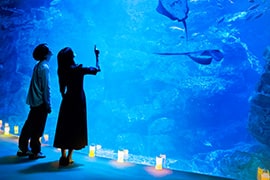 大水槽のごはんの時間 画像