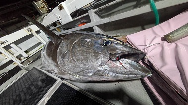 やっぱりシー研 海洋生物研究所 33